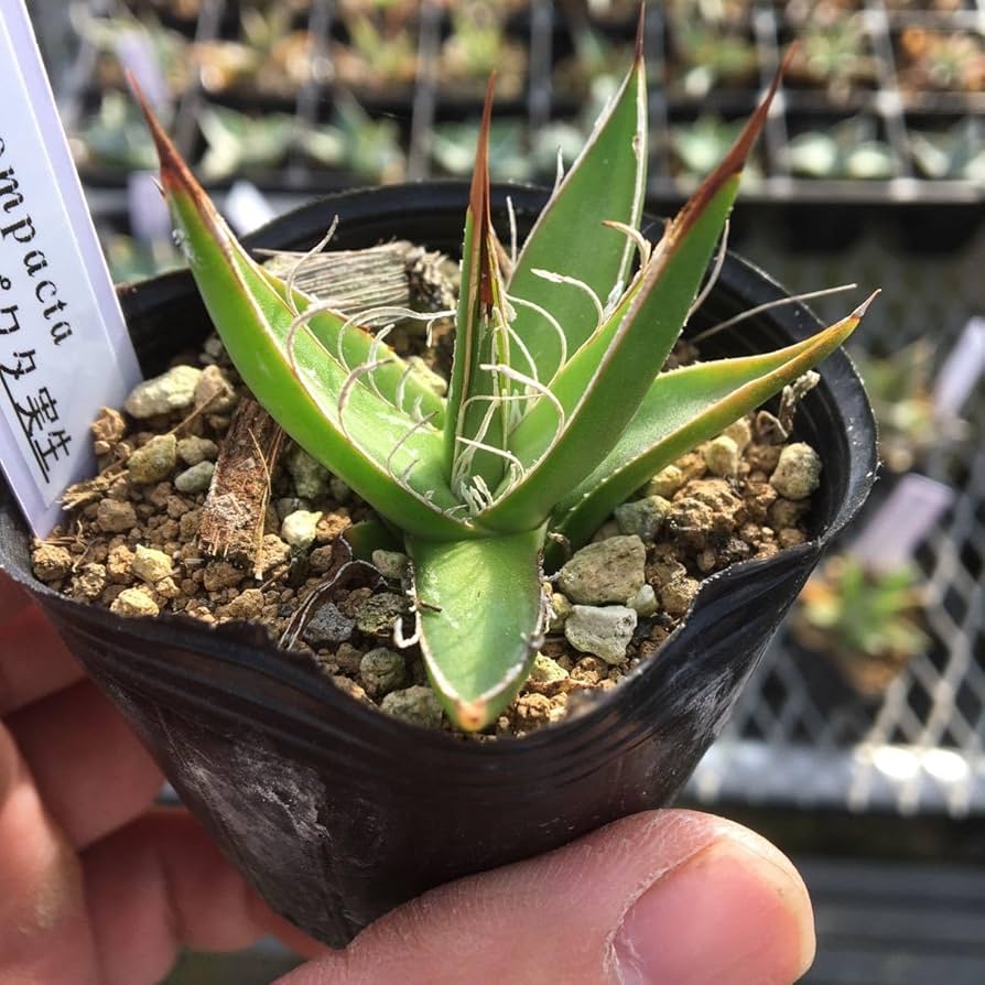 アガベ　塊根植物　育成セット(バラ売り不可) アガベ 塊根植物 育成セット(バラ売り不可) fit=scale-down,w=1200