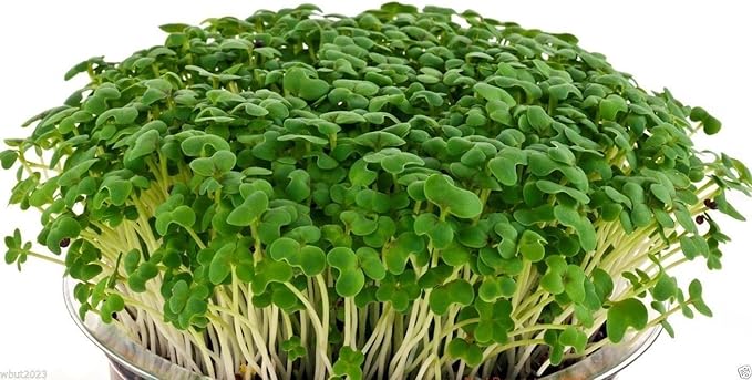Amazon.com: Mustard - Golden Streak (Brassica juncea) Grow Year 