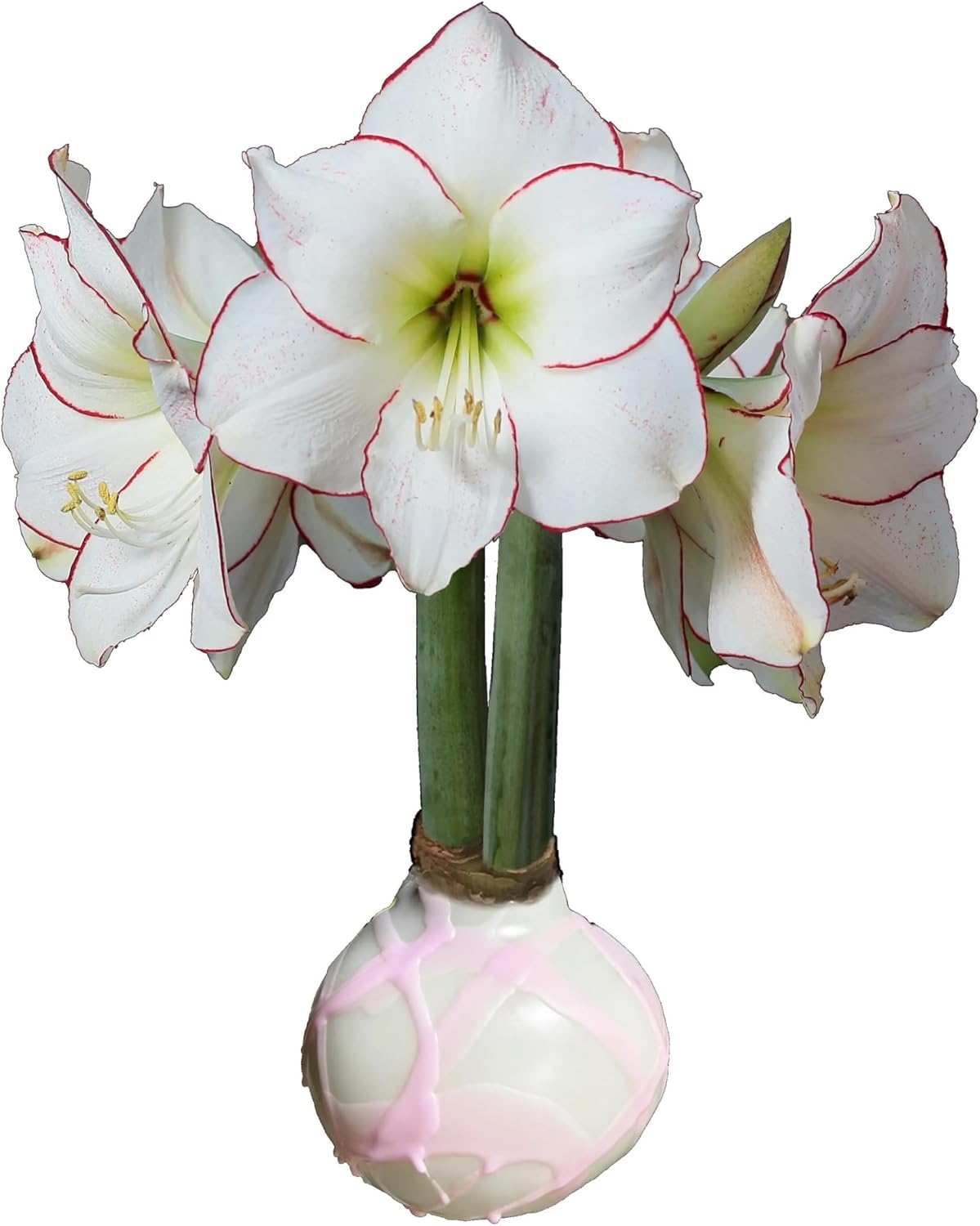 White Wax with Pink Splatter, Picasso Amaryllis Bulb 32/34 cm