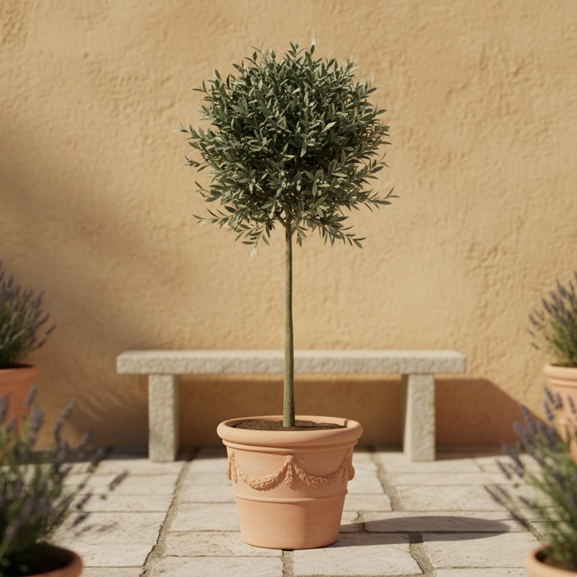 GardenersDream Olivo Olea Europaea - Pianta da giardino sempreverde viva in vaso - Pianta da esterno mediterranea a bassa manutenzione - Ideale per bordure e vasi (95-105 cm incluso vaso da 21 cm)