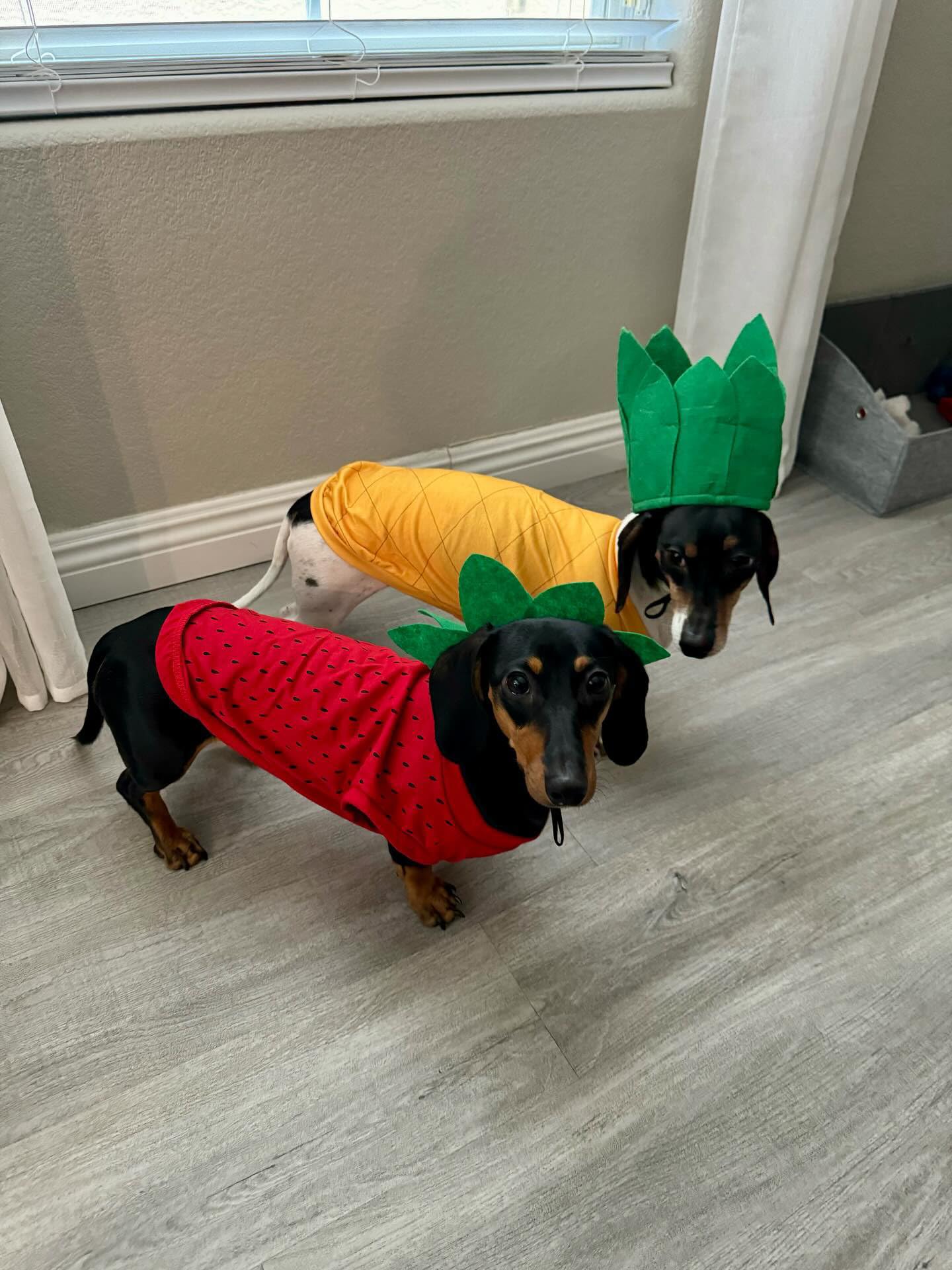 Midlee Halloween-Kostüm, Erdbeer-Hund, Größe XXX-Large