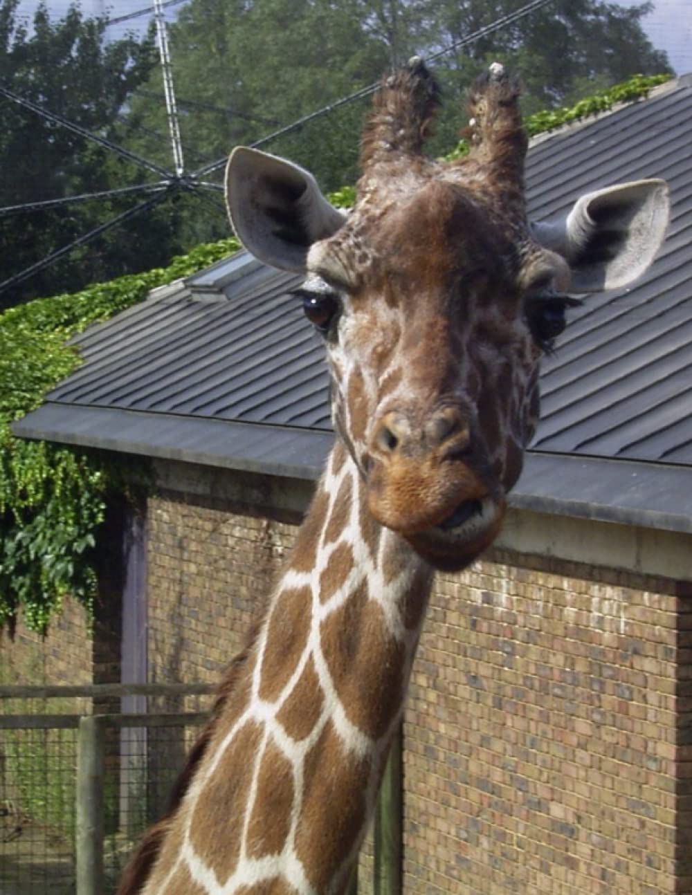A4 Note Book - Gerald The Giraffe: Fully lined Note Book