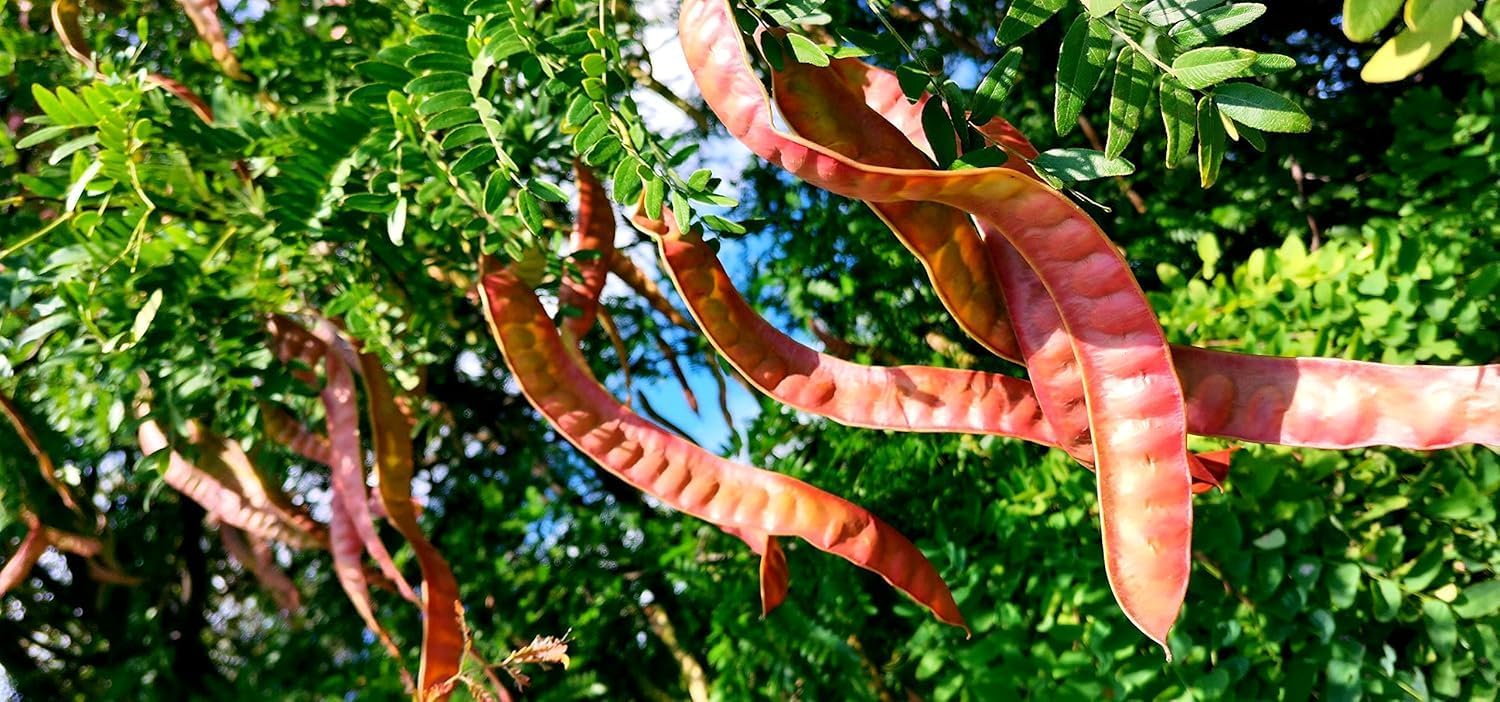 Honeylocust Tree Seedling (Gleditsia triacanthos) – Elegant Shade Tree with Light, Airy Foliage - Plant Your Own to Grow (5 Seedlings)