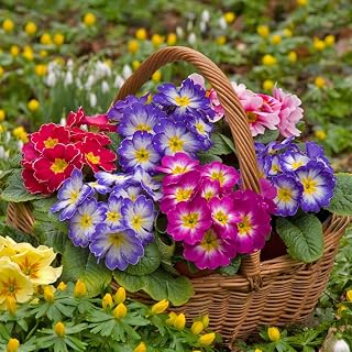 Primrose Plants Seeds 20+ Organic Colorful Primula Malacoides Beautiful Flowers Fresh Premium Easy to Grow Plants Seeds for Planting Garden Yard Outdoor