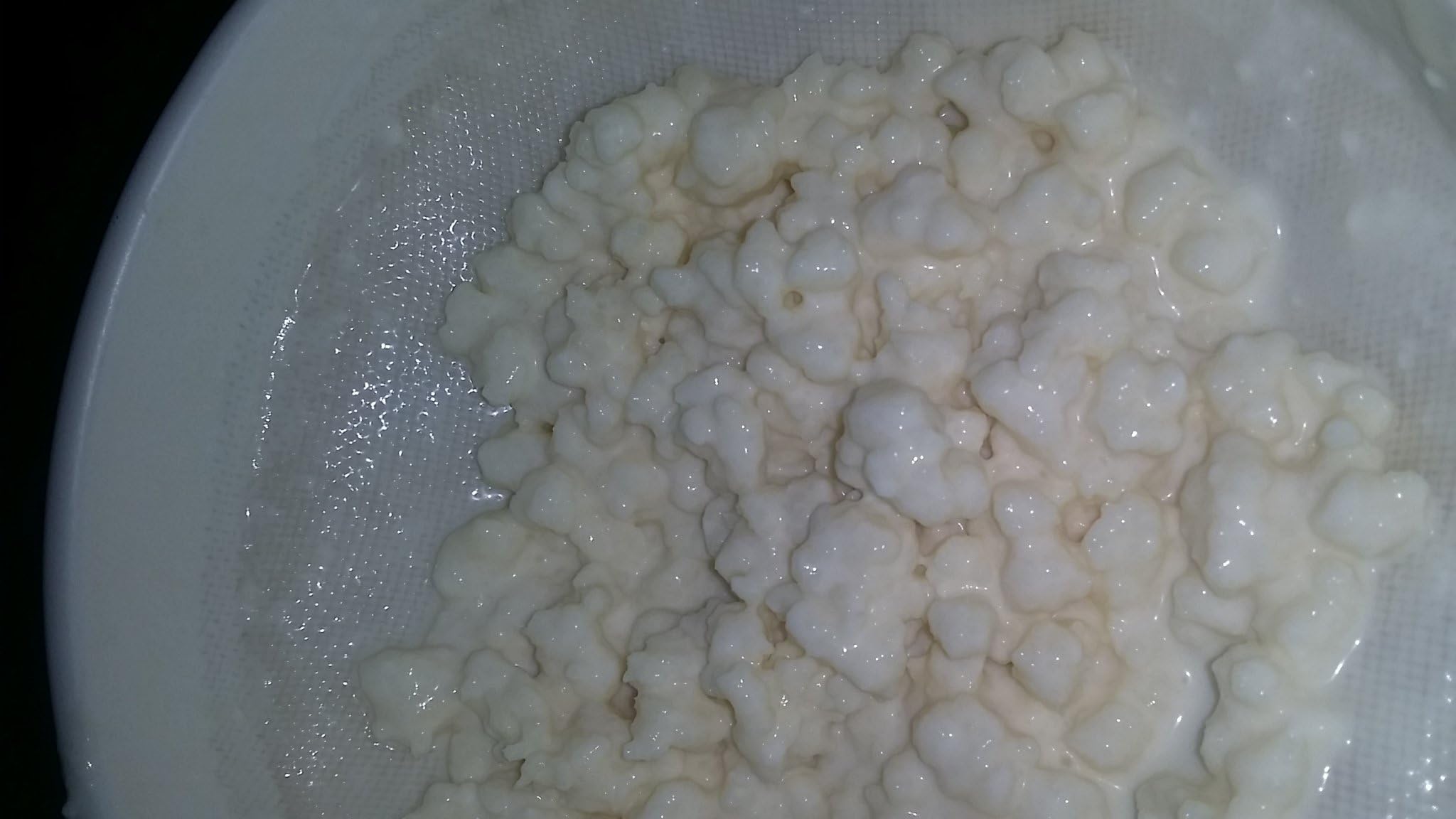 Live Organic Milk Kefir Grains