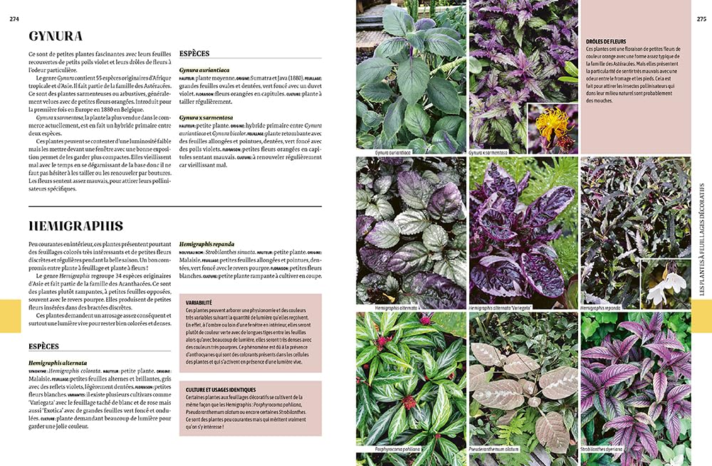 Encyclopédie des plantes d'intérieur: 500 plantes, des plus classiques aux plus insolites - Les choisir, les entretenir, les soigner - Les mutiplier et agrandir sa collection