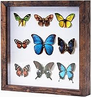 Vista 56 de Muzilife Marco de Fotos Shadow Box de 11x14 pulgadas con Tablero de Lino - Madera Profunda y Vidrio Templado, Estuche Rústico de Exhibición Listo