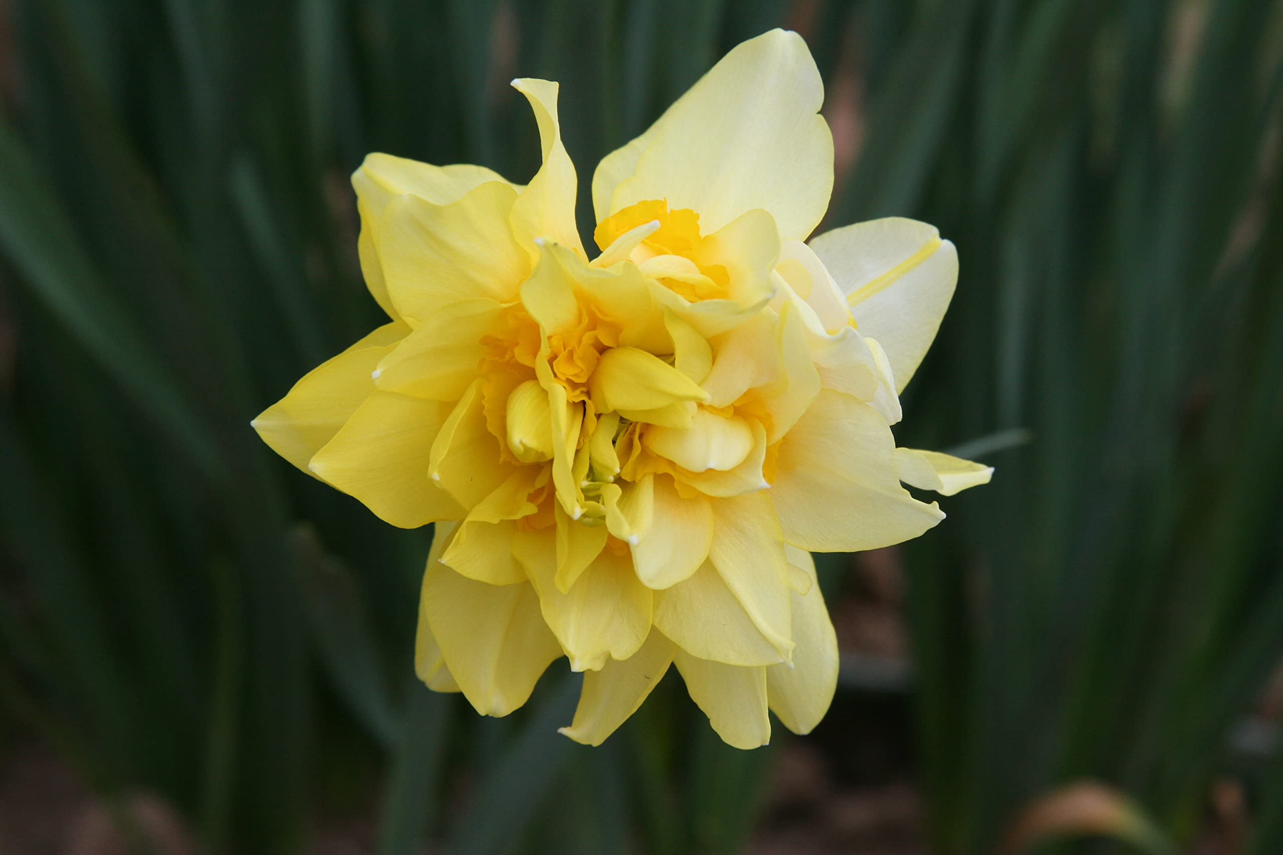 Butter and Eggs Daffodil