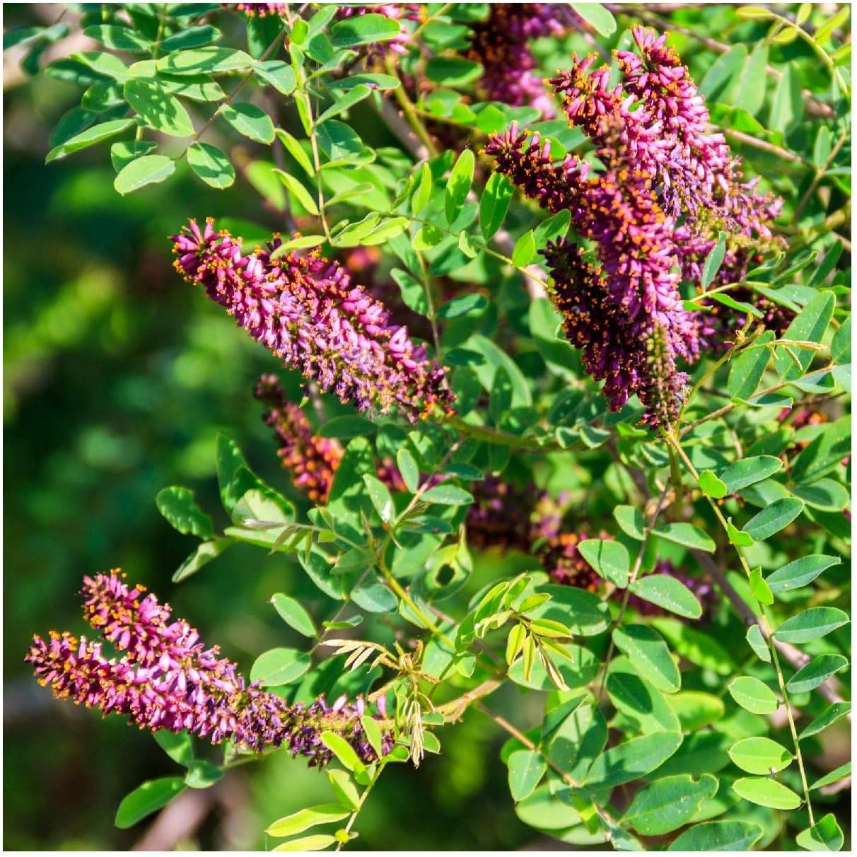 Everwilde Farms - 1 Oz Fragrant False Indigo Native Wildflower Seeds - Gold Vault