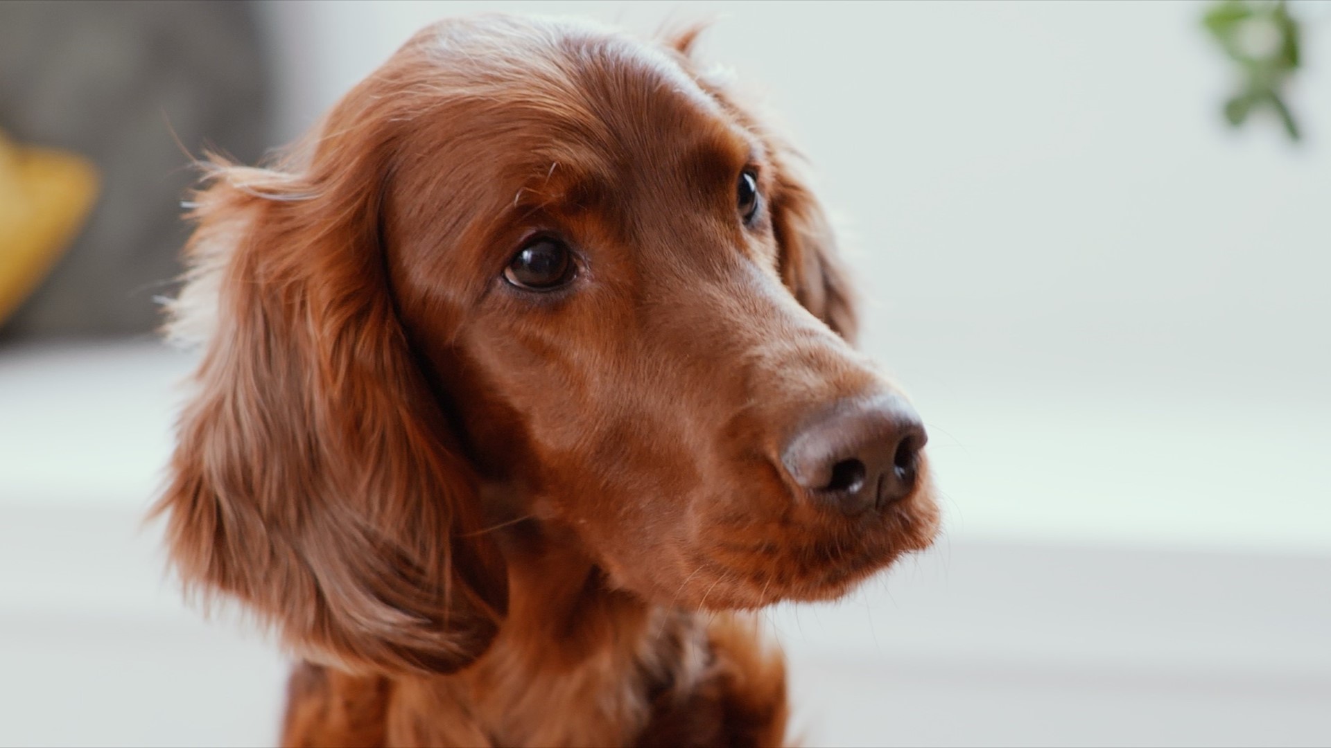 Corno Di Cervo Per Cani - Naturale, Intero, Ricco Di Minerali, Per Masticazione, Taglia S (3 Pezzi) - Foto 14