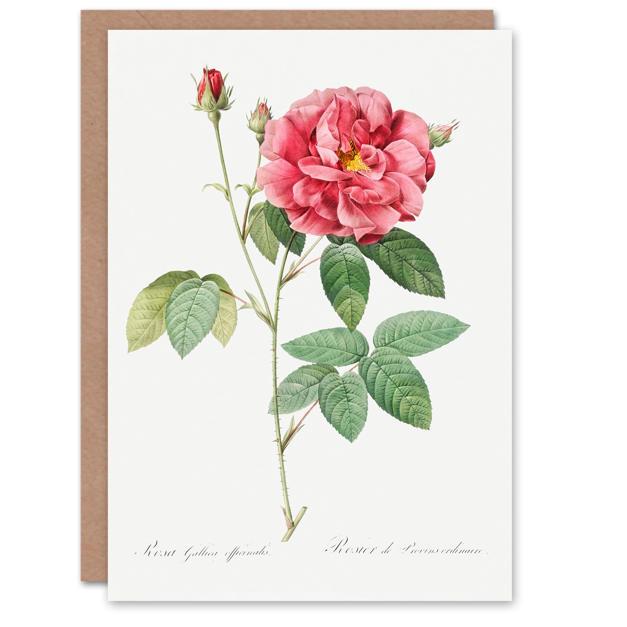 Artery8 Pierre-Joseph Redouté Art Card Vintage French Rose Illustration
