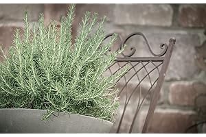 Greenwood Nursery Creeping Rosemary: Your Culinary and Aromatic Garden Companion
