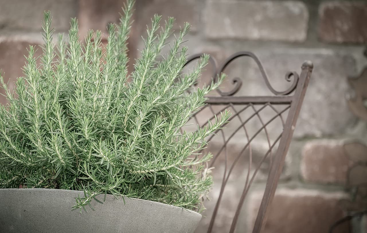 Greenwood Nursery Creeping Rosemary
