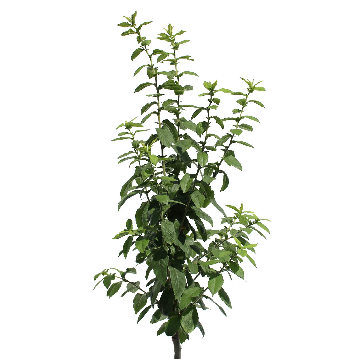KENTIS - Plante Néflier - Vraies Plantes d'Extérieur - Arbre Fruitier de Jardin d'Ornement - Pot de Culture Ø 28 cm