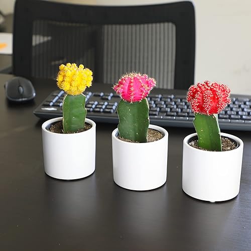 Miniatura 7 de Plantas de cactus injertadas vivas en macetas blancas (3 unidades), planta de cactus vivo en mezcla de tierra de cactus, mini cactus vivos, plantas