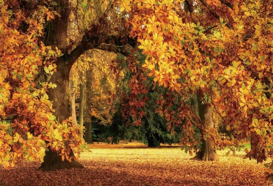 DASHAN 10x8ft Autumn Leaves Forest Backdrop Fall Maple Trees Golden Maple Leaf Photography Background for Outdoor Park Fall Adult Wedding Bridal Shower Birthday Travel Family YouTube Photo Props