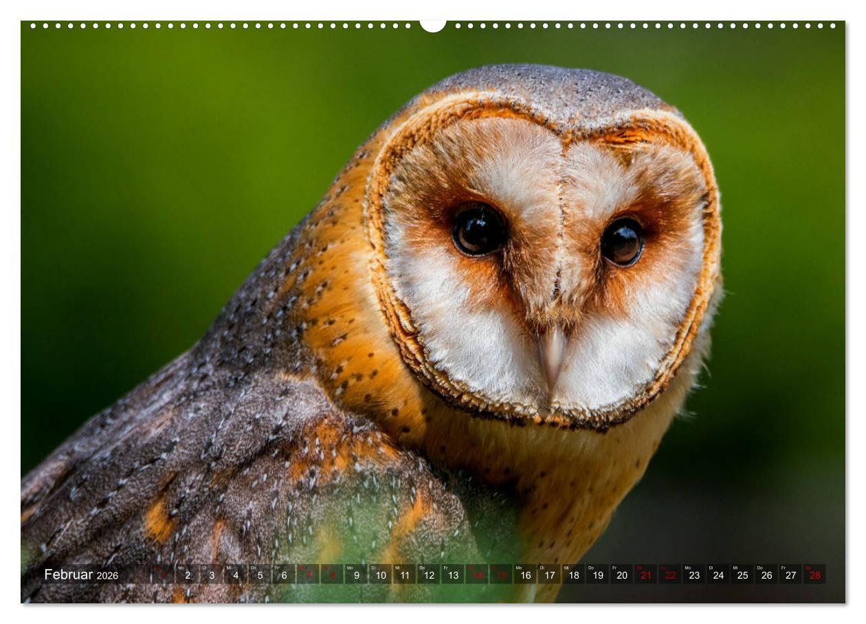 Raubvögel - lautlose Jäger (hochwertiger Premium Wandkalender 2026 DIN A2 quer), Kunstdruck in Hochglanz: Faszinierende Portraits von Greifvögeln und Eulen (CALVENDO Tiere)