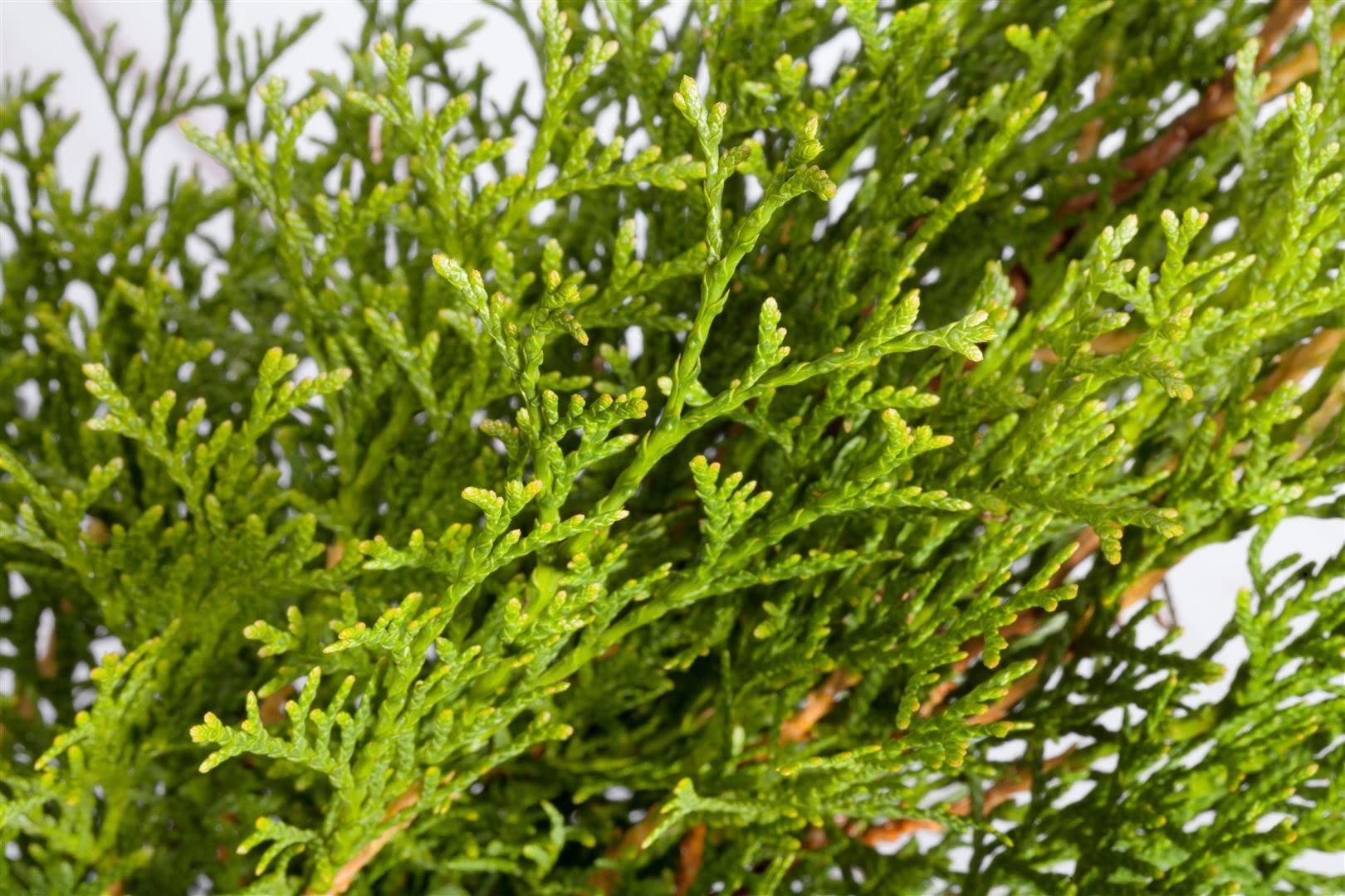 thuja smaragd blaukorn Thuja 