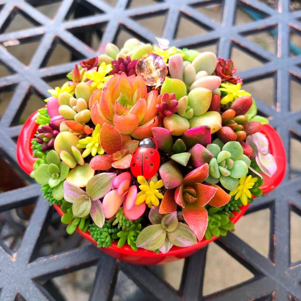そのまま飾れる多肉植物寄せ植え 管理書付 - メルカリ - その他 