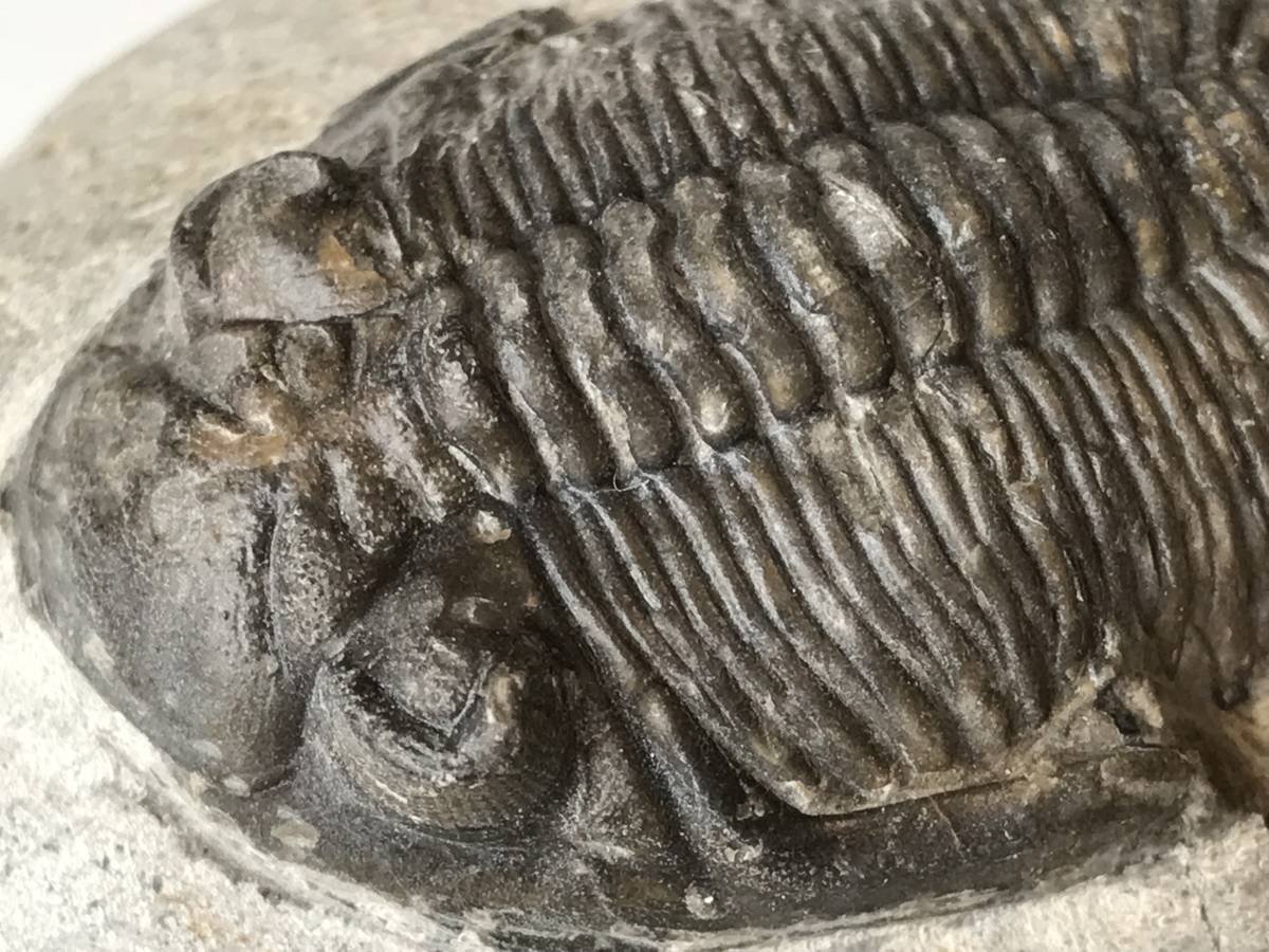 稀少 デボン紀 三葉虫化石 ホラドプスHolladops sp 母岩付9cm モロッコ産