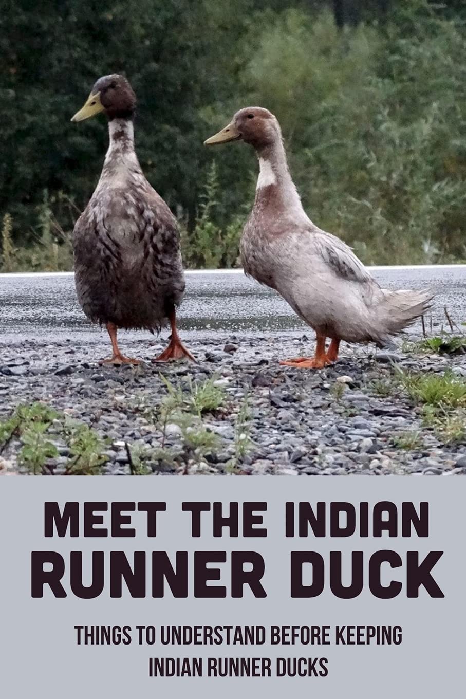 Buy Meet The Indian Runner Duck Things To Understand Before Keeping Indian Runner Ducks