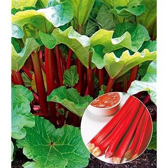 BALDUR Garten 1x Immertragender Rhabarber Livingstone Pflanze 2 Liter-Topf Rhabarberstaude winterhart mehrj hrig pflegeleicht Rheum rhabarbarum angenehm mild-s uerlicher Geschmack