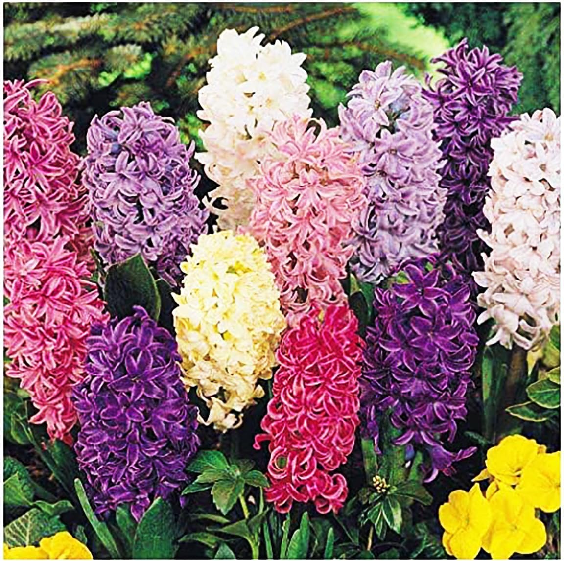 10 Sweet Invitation Hyacinth Bulbs - Image 2