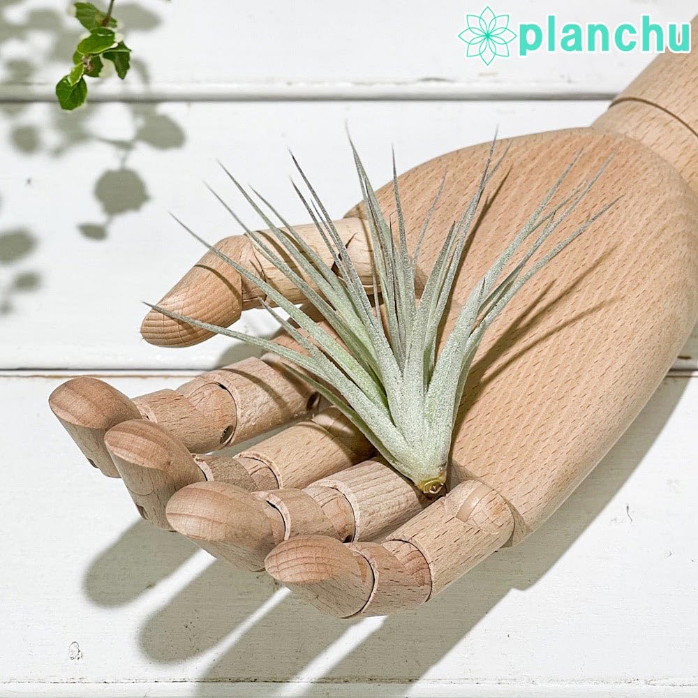 Amazon｜PLANCHU メール便発送 エアプランツ ティランジア コットン