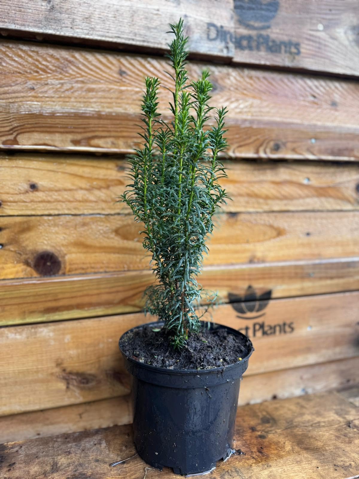 Direct Plants Taxus Fastigiata Robusta Column Yew Tree Large Plant Supplied in a 3 Litre Pot