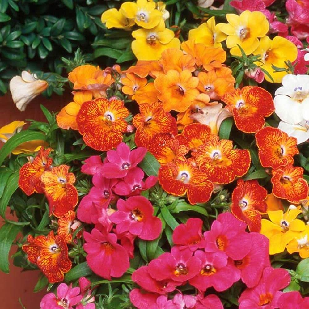 LIVE GREEN Flower Seeds | Nemesia Mix Color Flower Seeds For Home Gardening (100 seeds Pack) (B09BV5JYPZ) Amazon Price History, Amazon Price Tracker