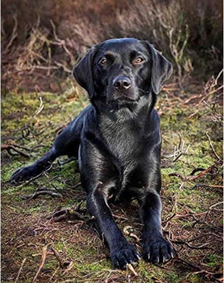 Amazon クロスステッチ キット DIY 11CT 刺繍キット、犬のラブラドールレトリバーの子犬、布地に図柄印刷済みクロス・ステッチ