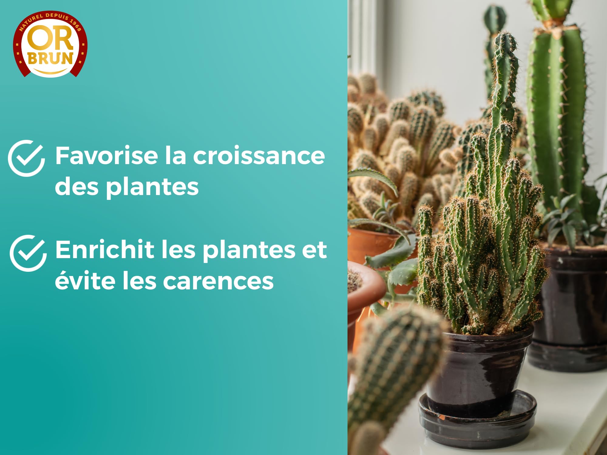 OR BRUN Engrais Cactus & Plantes Grasses - 250ml - Enrichit Les Plantes - Fabriqué En France - Utilisable En Agriculture Biologique OBRECLCACTUS250
