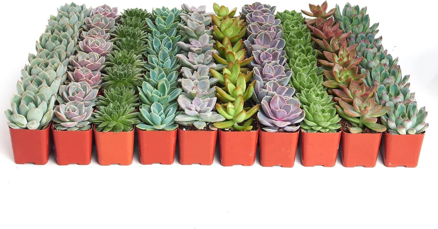 Shop Succulents Rosette Succulent Plant Pack Collection - Live Mini Succulent Plants, Low Maintenance, Floral Shaped Mix of Colors & Textures - Wedding and Party Favors, Gift & Garden, Pack of 64