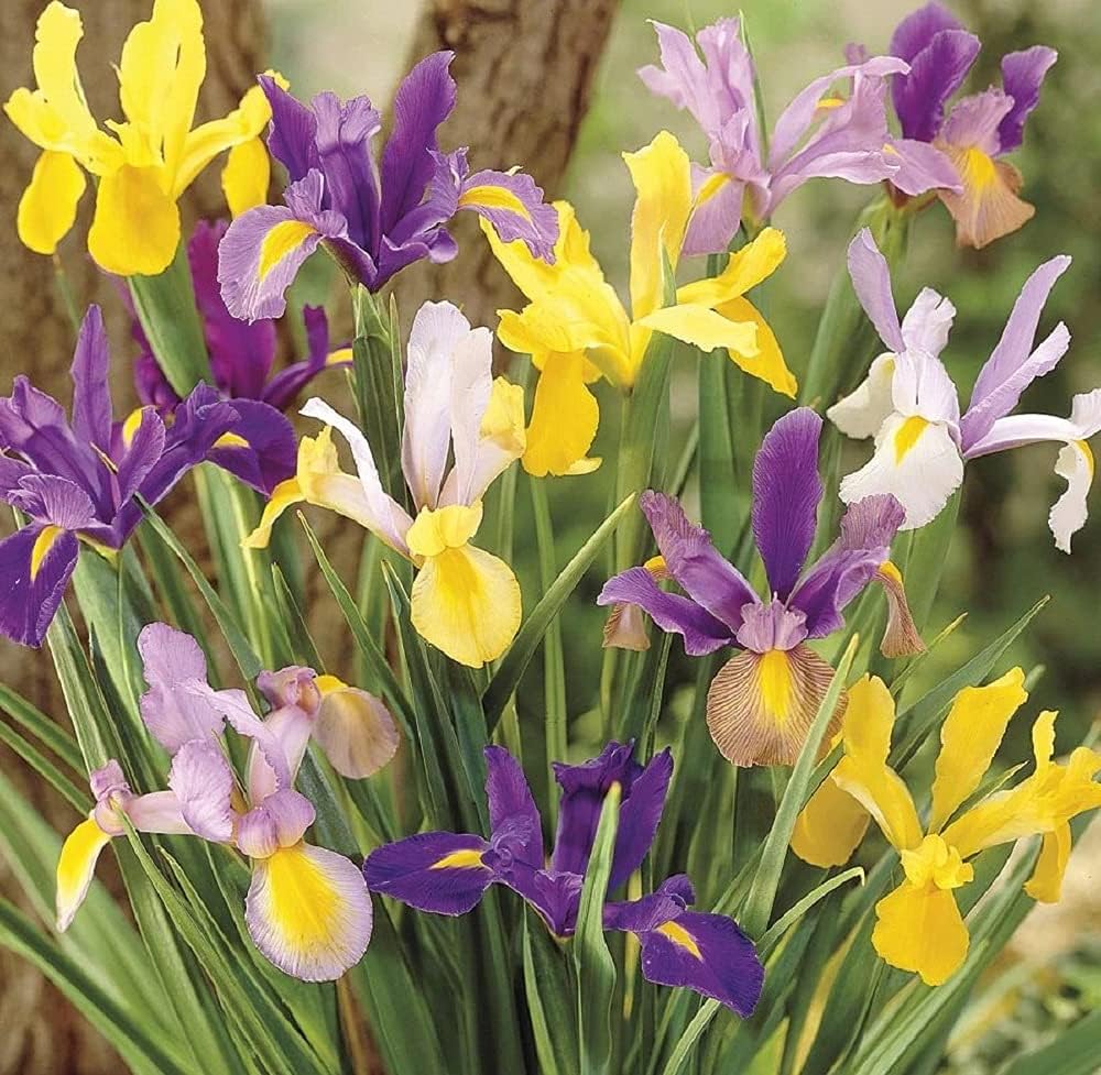 Iris, Bulb (20 Pack) Dutch Mix, Perennial Iris Bulbs, Flowers