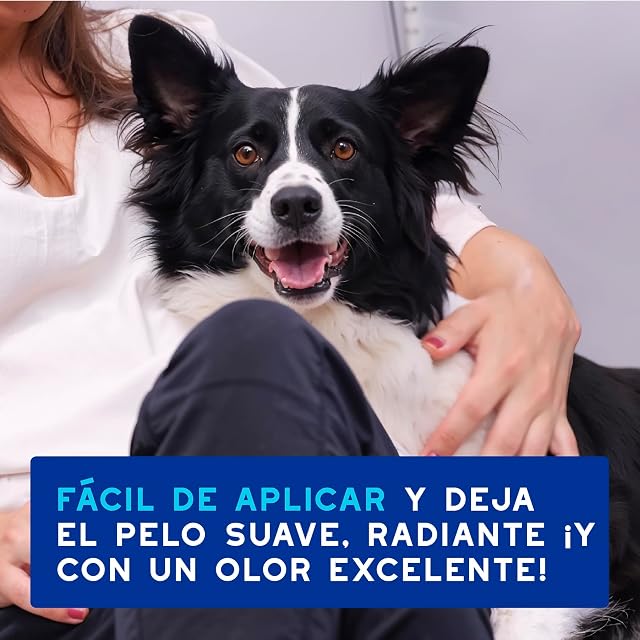 Foto 7 de 8 de DOUXO® Skin & Coat SPA - Espuma Ultra Suave de Limpieza exprés para Perros, 150 ml, Limpia e hidrata de Forma…