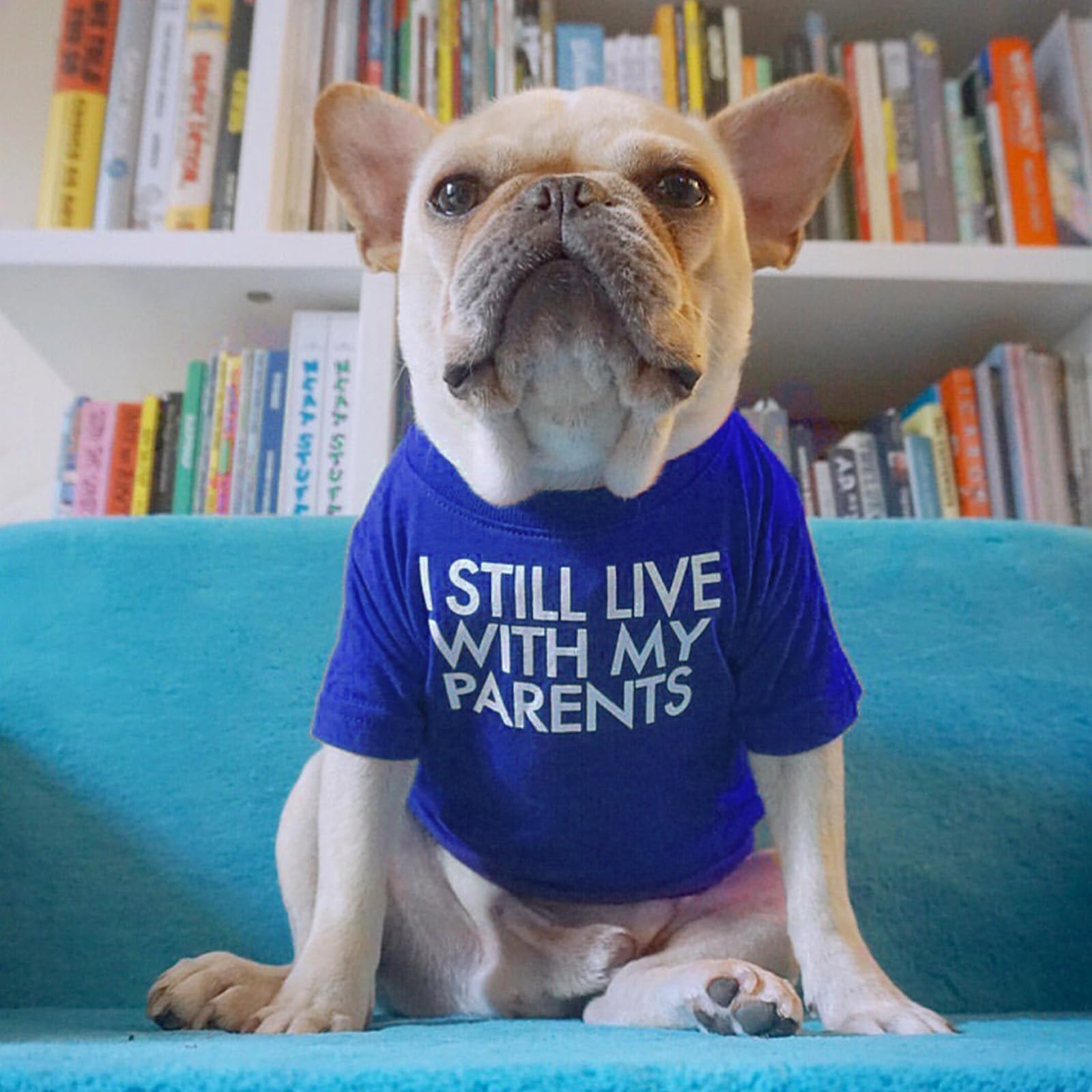 Dog Shirts Pet Dog Clothes Summer Short Sleeve T-Shirt for Small Dogs Breathable Puppy Outfit Pet Pullover Tee Basic Sweatshirt Royal Blue Size X-L