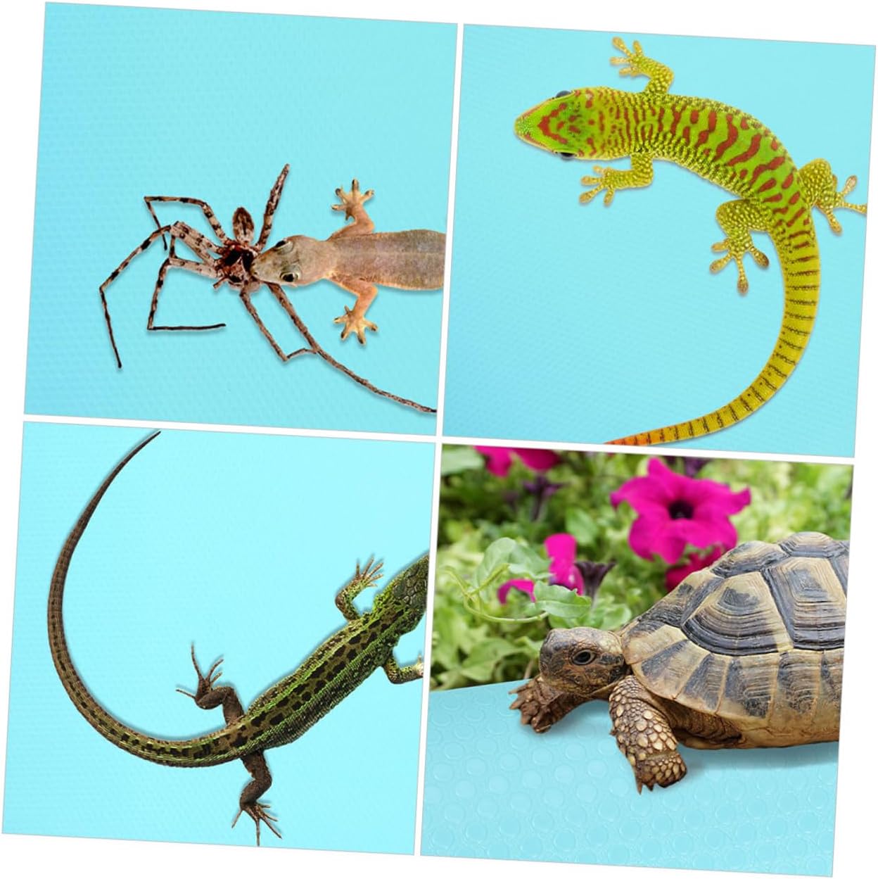 Reptile Carpet Substrate for Terrarium Material Breathable Comfortable for Bearded Dragon Tortoise Snake and Lightweight Easy to Clean