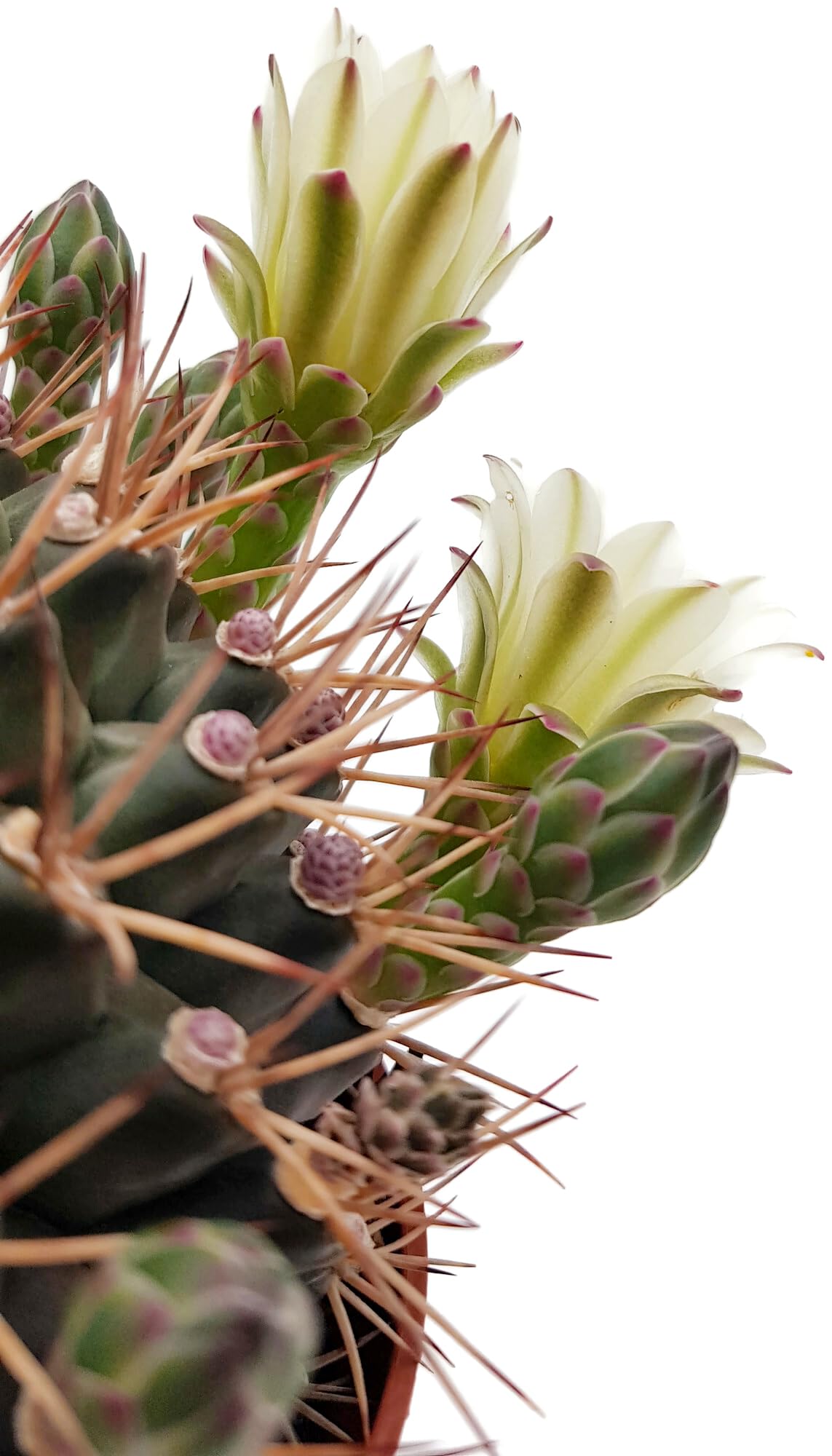Fangblatt - Gymnocalycium delaetii - Ball Cactus in Diameter 10.5 cm Pot -  Exotic Indoor Plant - Easy-Care Cactus : Amazon.de: Garden