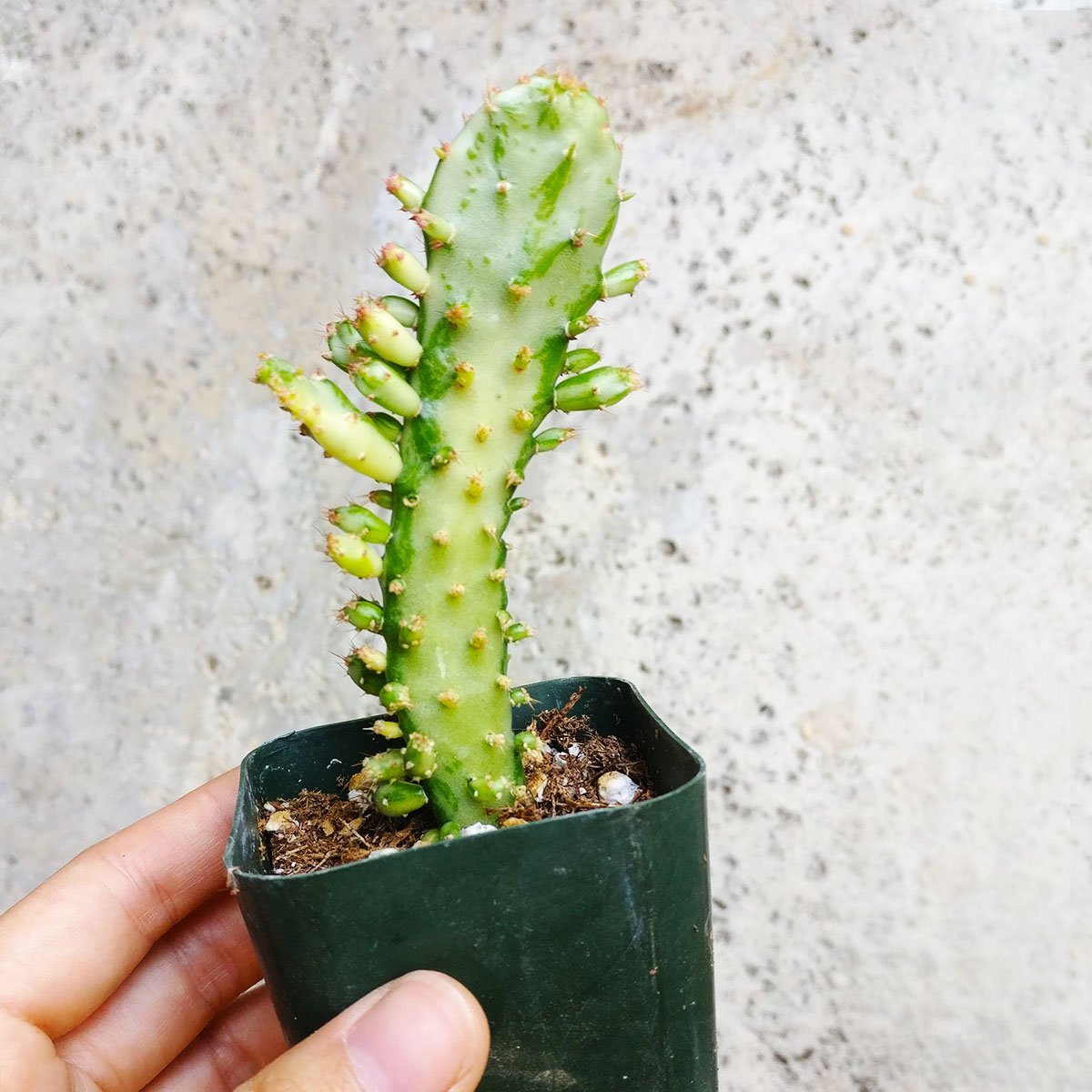Amazon.com : Variegated Joseph's Coat Cactus (2 inch) : Patio