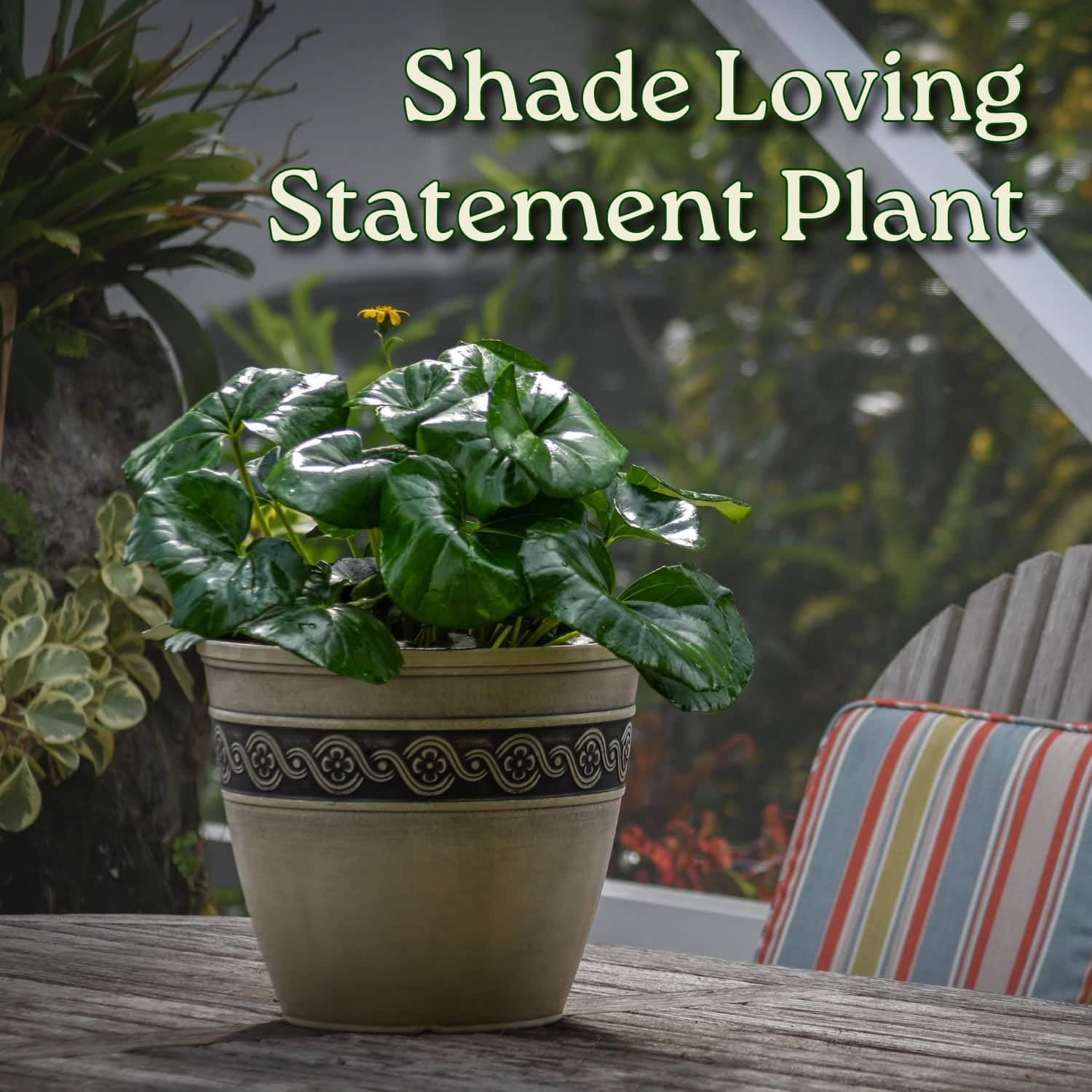 Tractor Seat Plant - Farfugium Japonicum Gigantea - Giant Leopard Plant - Overall Height 18" to 22" - Tropical Plants of Florida (Plant in Growers Pot)