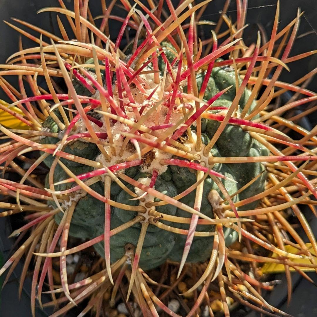 Amazon.co.jp: BIGサボテンコレクションテロカクタス属緋冠竜inわけけ