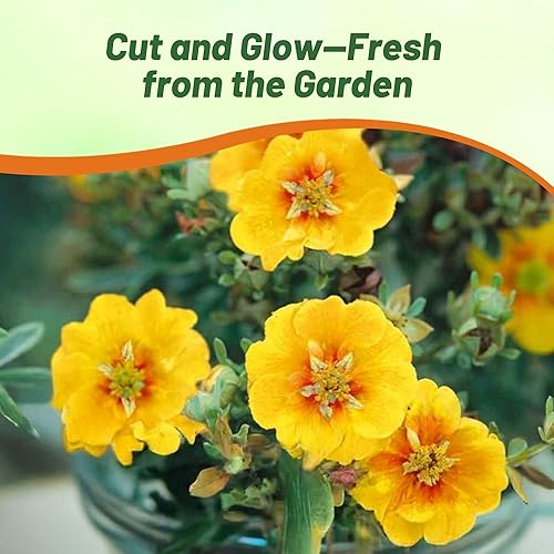 Miniatura 6 de Outsidepride Semillas de plantas de jardín de Cinquefoil del Himalaya con luz estelar perenne Potentilla naranja - 500 semillas