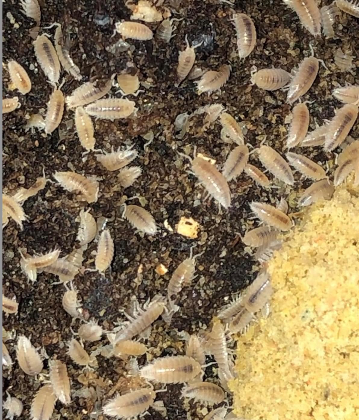 Dwarf White Tropical Isopods Trichorhina Tomentosa Clean Up Crew Bioactive Feeders for Vivarium Terrarium (Dwarf White, 100, Count)