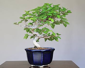 檸*堂様 アデク　小品盆栽　妖怪みたい 檸*堂様 アデク 小品盆栽 妖怪みたい - メルカリ