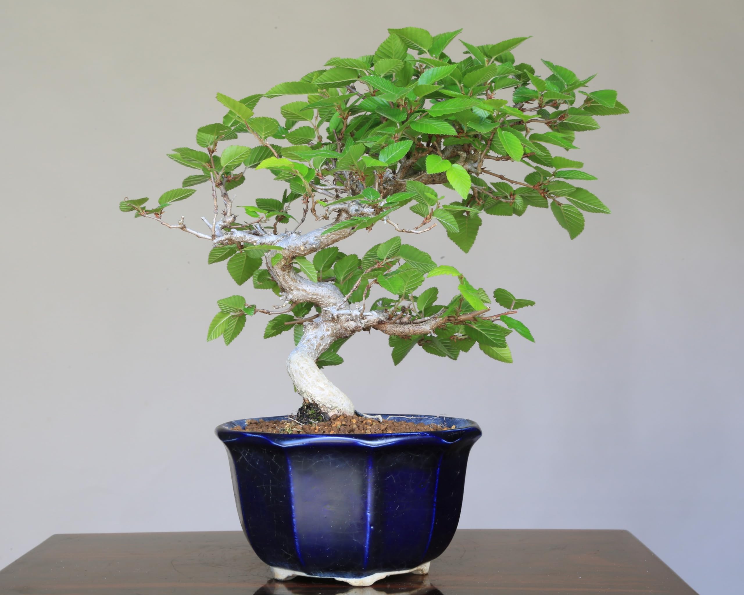 大品 イワシデ盆栽 極太(今週で取り下げセール) 大品盆栽：極上糸魚川真柏 現品 しんぱく シンパク Shinpaku