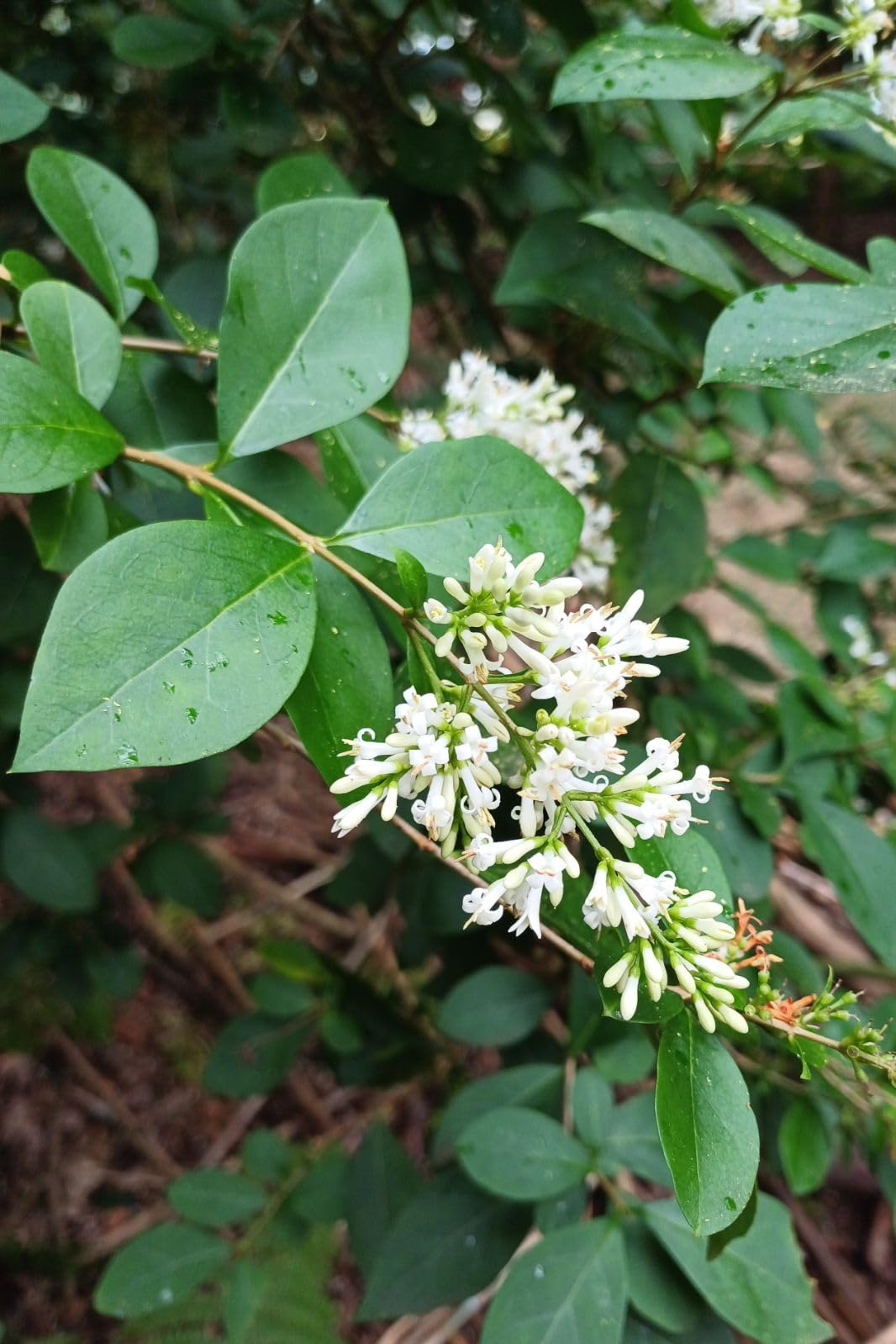 Ligustro ovalifolium, 50 unità | Semisempreverde, Crescita rapida e folta, Fiori bianchi profumati in estate, Bacche nere autunnali, Ideale privacy in città