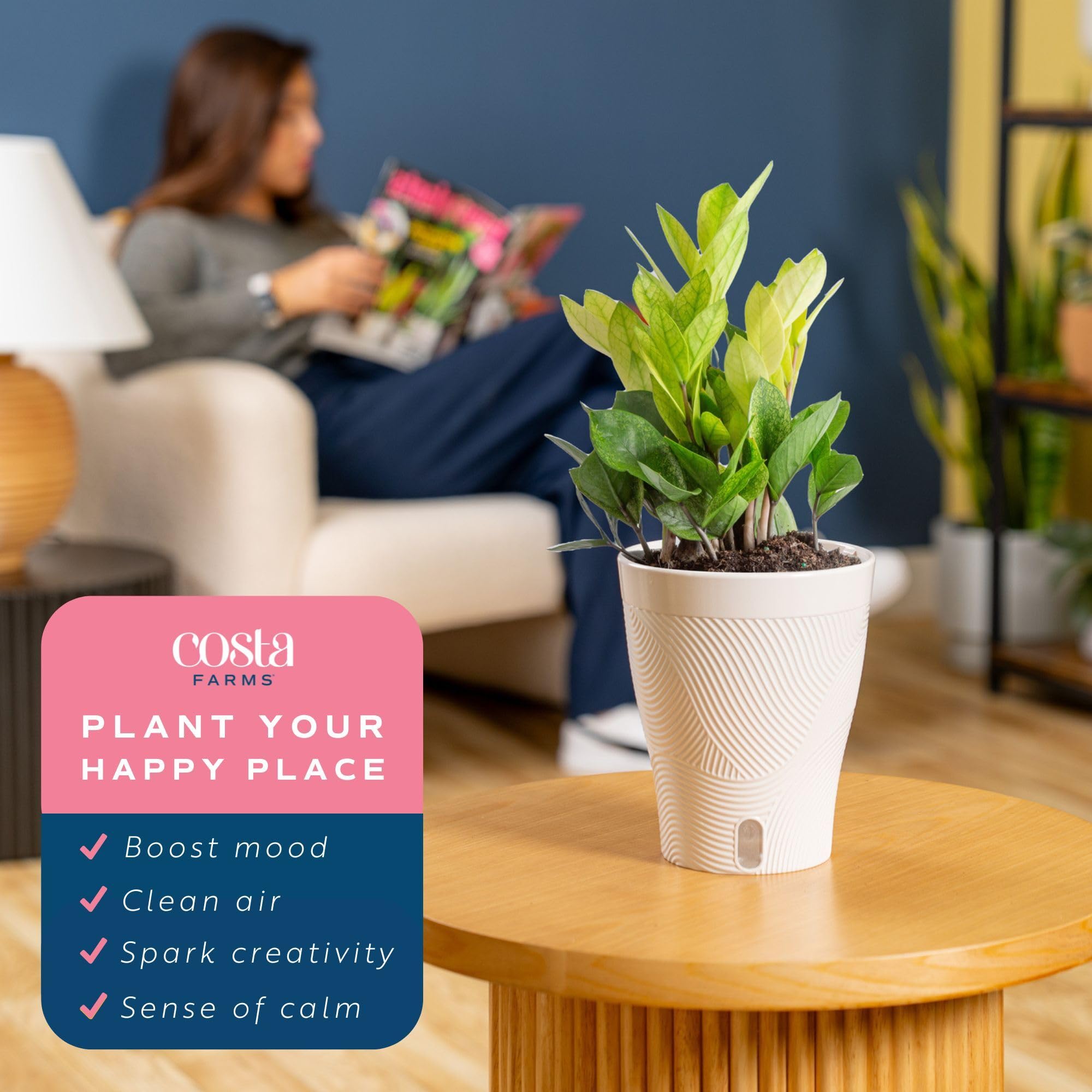 Amazon.com : Costa Farms ZZ Chameleon Live Plant in Self Watering