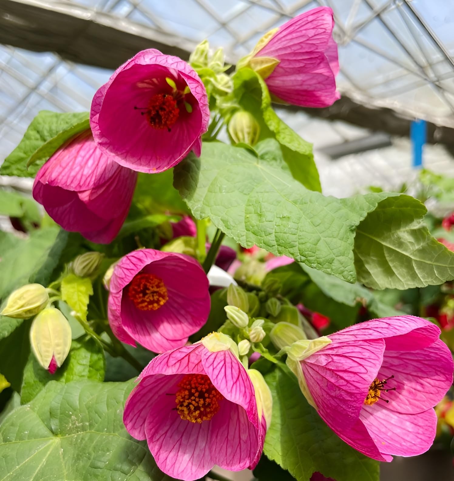 oxiflora "pink lantern hibiscus plant " hybrid - 1 Healthy Live Super Early Flower Plant in Nursery Grow Bag for Home Garden… (B0CVTJ16XG) Amazon Price History, Amazon Price Tracker