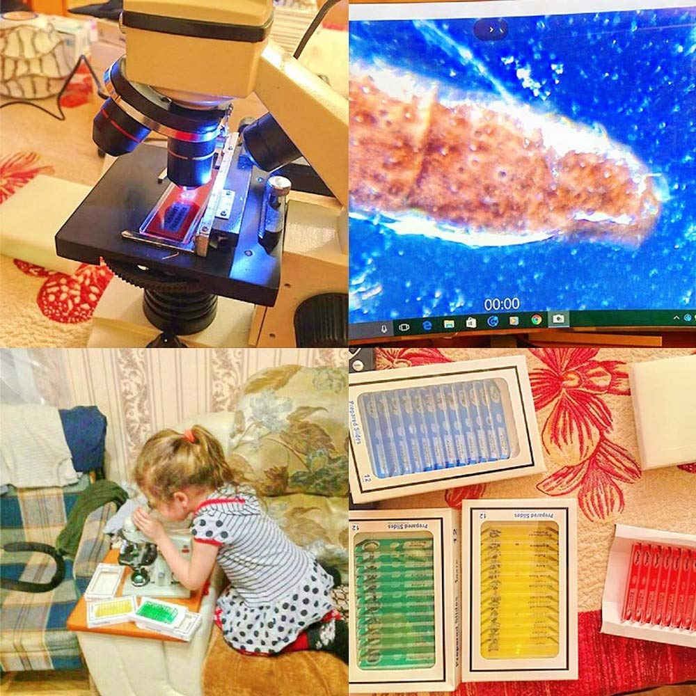 Piccola Guida A Insetti E Altri Piccoli Animali Di Alison Davies - Foto 5