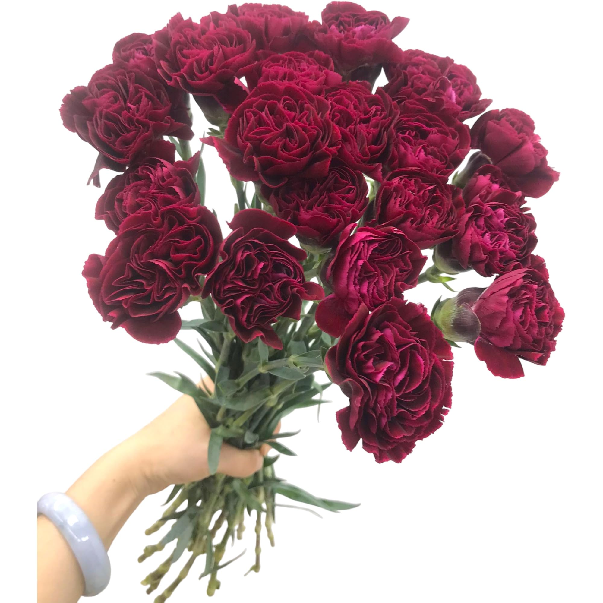 Fresh Dark Red Carnations 39 Stems Hydroponic Flower Arrangement Gifts for home decoration birthdays anniversaries healing, sympathy friendship and love